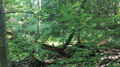 Ray and Alma Statema Park Stewardship Fund