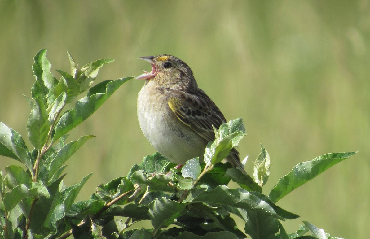 Nesting Bird Field Trip Report