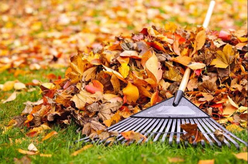 Yard waste damages natural areas