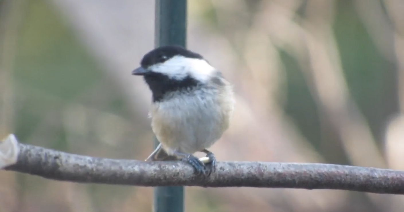 Backyard Birding