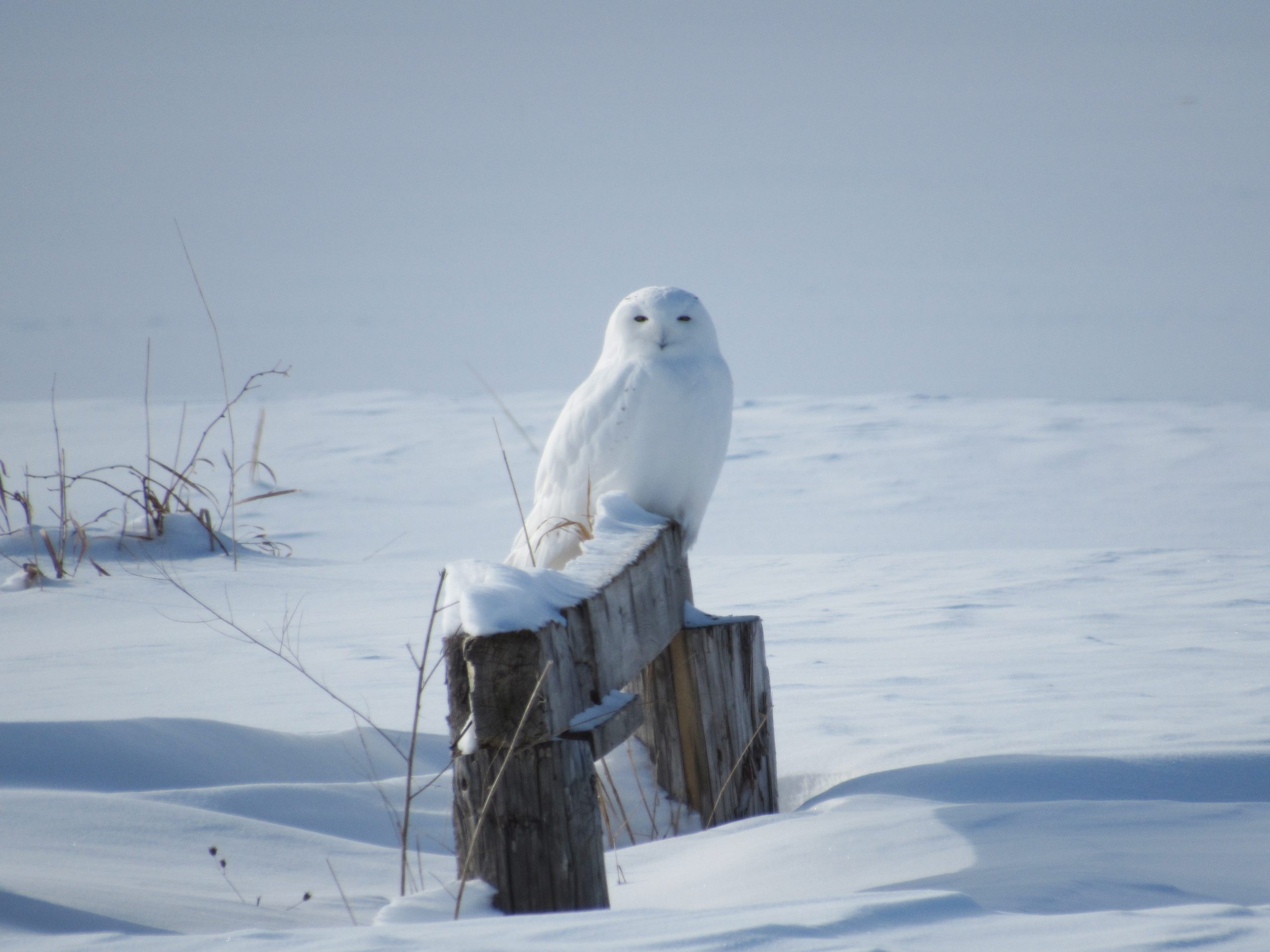 Safe and Respecful Snowy Owl Viewing