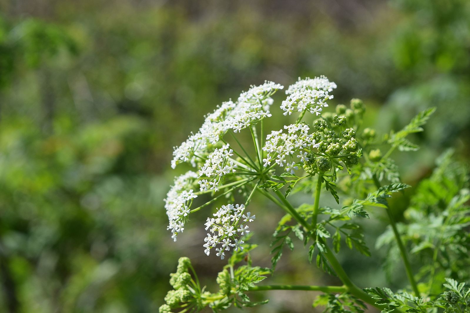 Poison_Hemlock