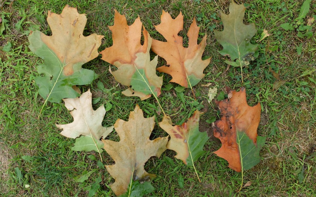Oak Wilt: Help Keep Oak Trees Healthy