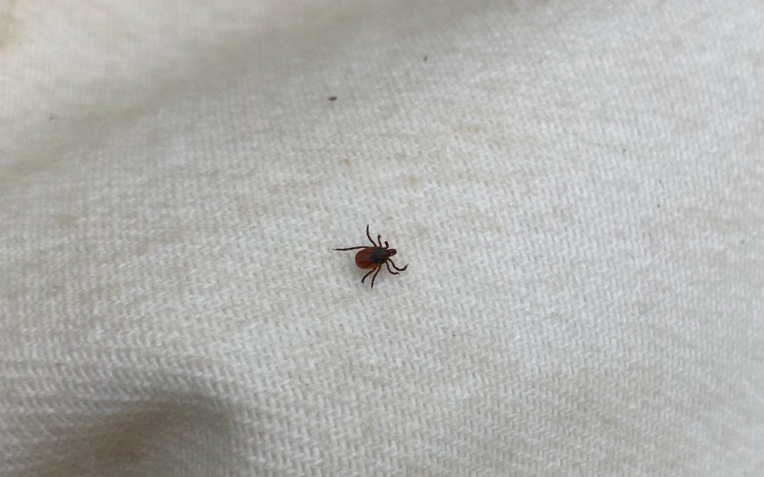 Tick and Mosquito Surveillance