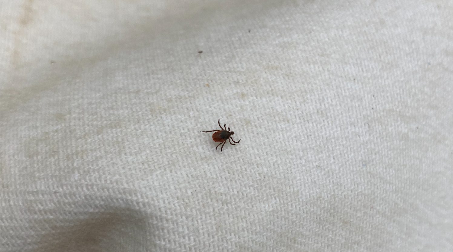 tick on net
