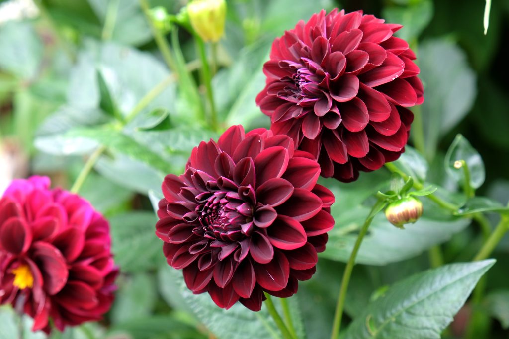 Dark red 'Karma Choc' decorative dahlia flowers in bloom during late summer